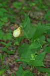 Kentuckey lady's slipper